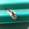 Variable Tussock Moth - Hodges#8294