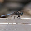Epaulet Skimmer Dragonfly