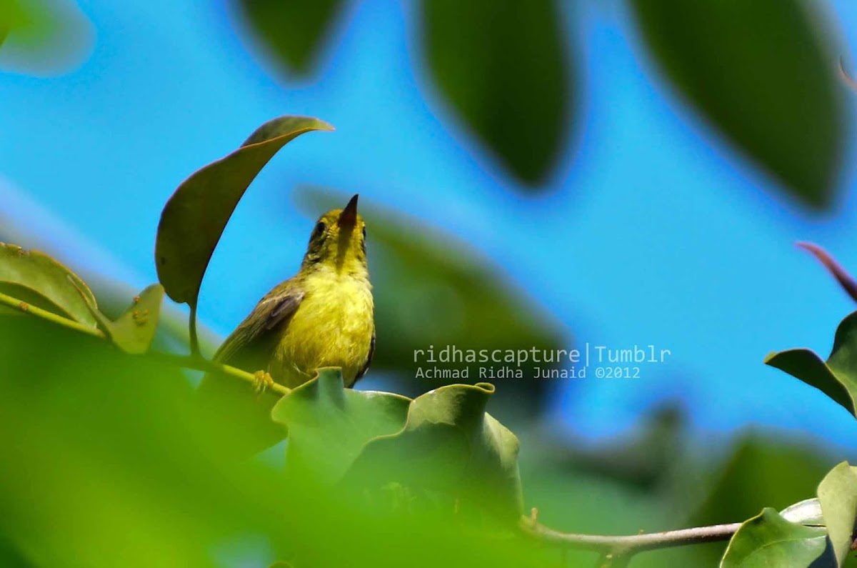 Plain-throated sunbird