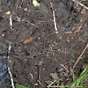 Garden Slug