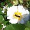 Flower Fly or Hoverfly