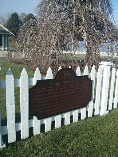 Port Gamble Historic Camperdown Elm