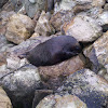 New Zealand Fur Seal