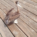 California brown pelican