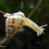 Caracol-de-jardim (Garden snail)