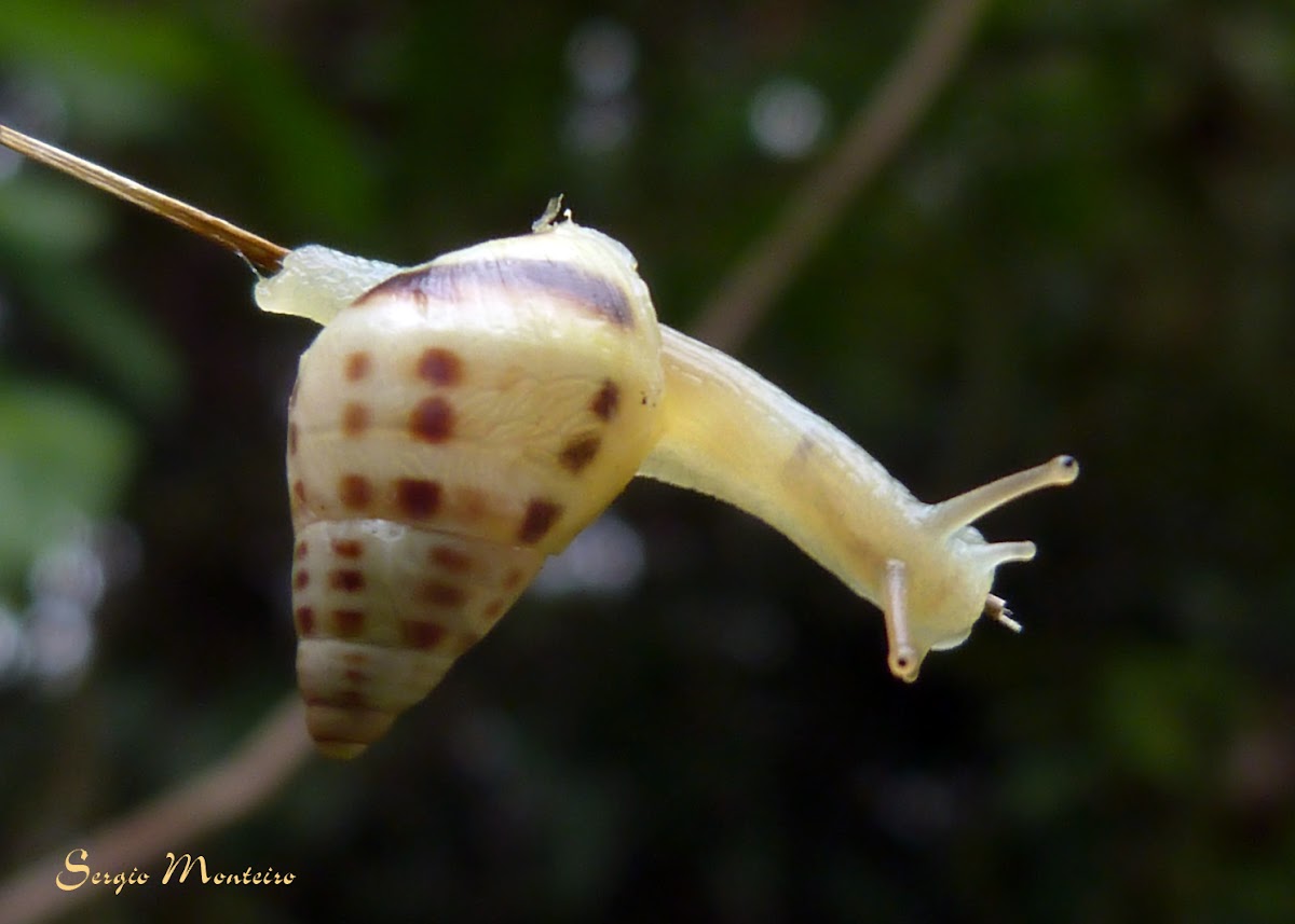 Caracol-de-jardim (Garden snail)