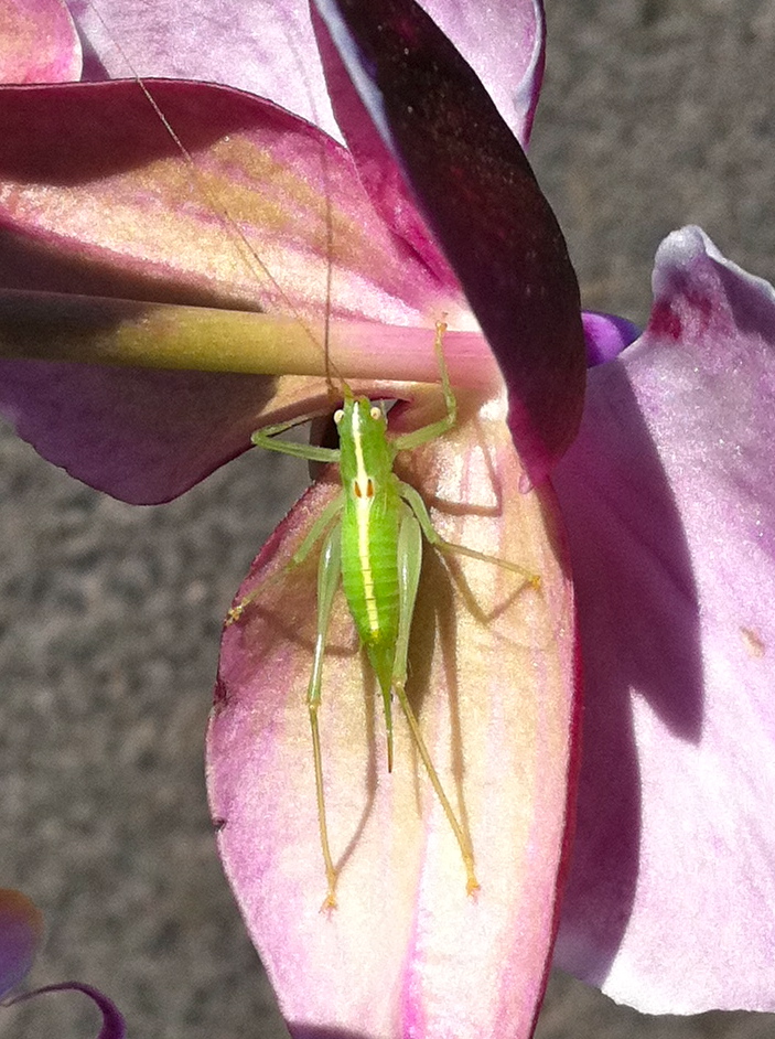 Great Green Bush-Cricket (Grünes Heupferd)