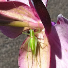 Great Green Bush-Cricket (Grünes Heupferd)