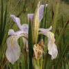 Long-petaled Iris