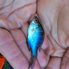 blue gill