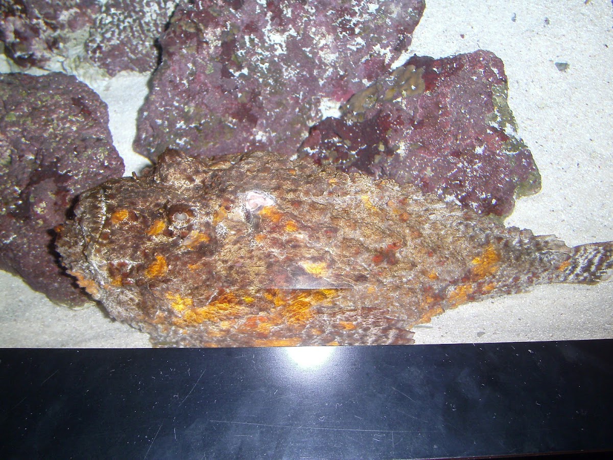 Reef Stonefish