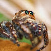 Male Hyllus Semicupreus Jumping Spider