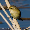 Chiffchaff; Mosquitero Común