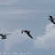 Audouin's Gull; Gaviota de Audouin