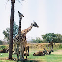 Giraffe