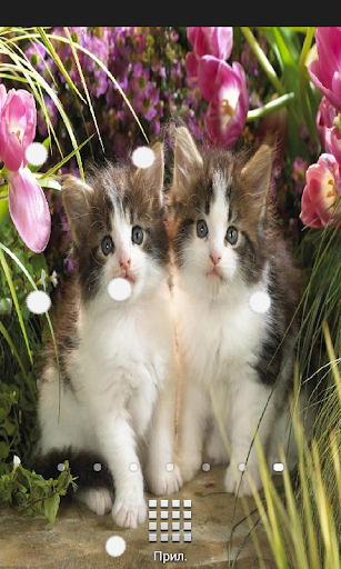 Kittens Live Wallpaper Full