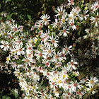 Calico Aster