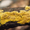 Crust fungus