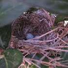 Northern mockingbird eggs and nest