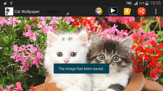 Lastest Kedi Duvar Kağıtları APK