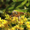 Guinea Wasp