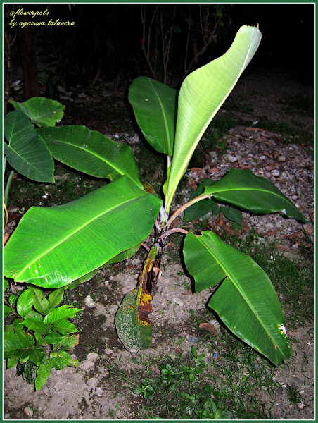 Saging, Banana | Project Noah
