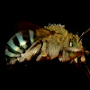 Blue Banded Bee