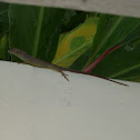 Jamaican brown anole