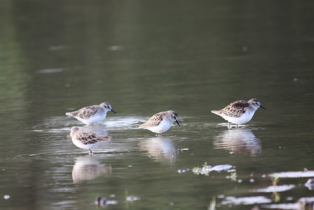 Least Sandpiper