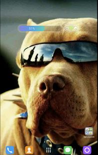 Pitbull Wallpapers Screenshots 9