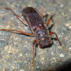 Flat faced longicorn beetle