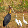 Lesser Adjutant stork