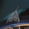 Palthis moth