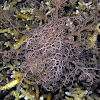 Giant Basket Star