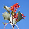 Holly Leaf Grevillea