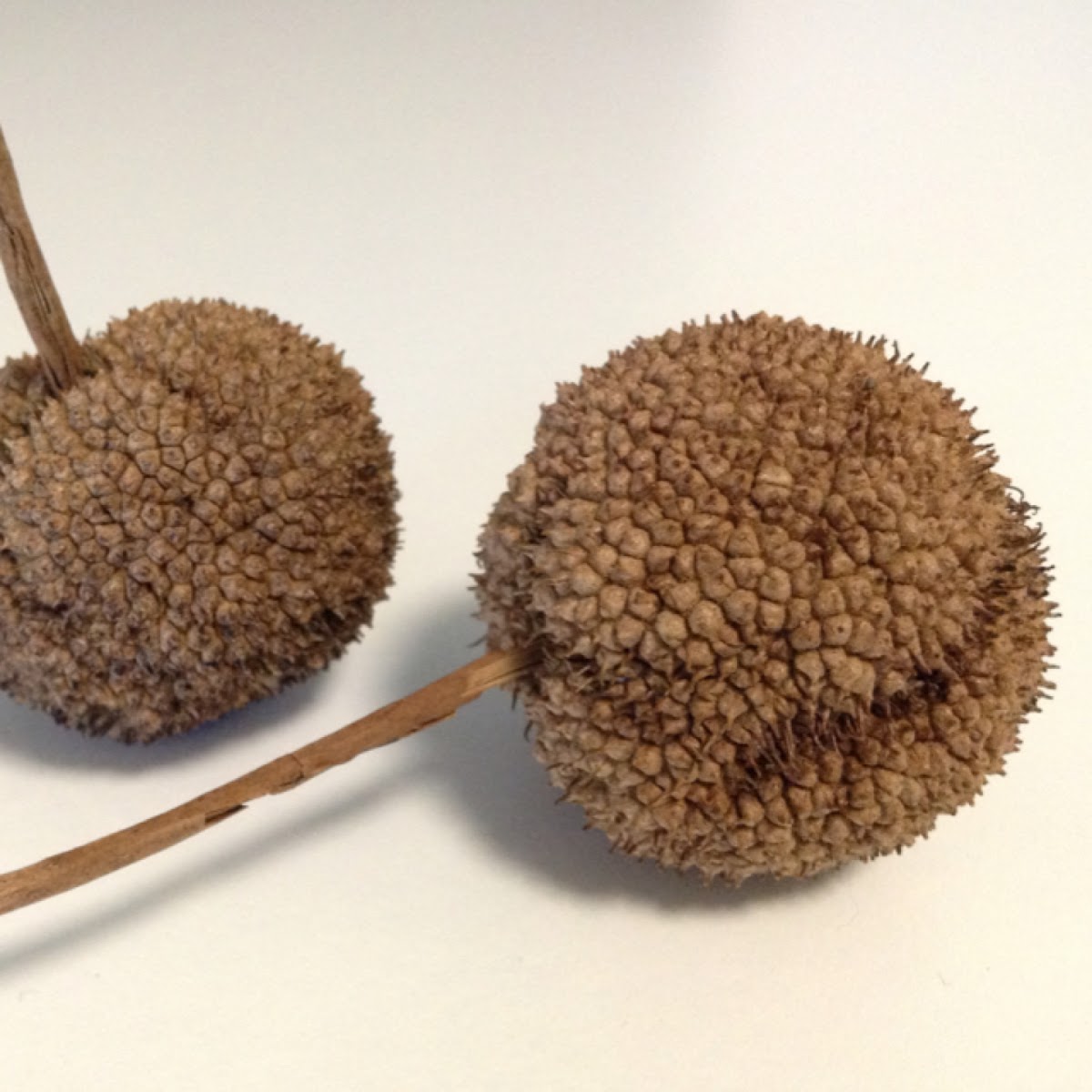 Sycamore Tree Pods And Seeds Project Noah