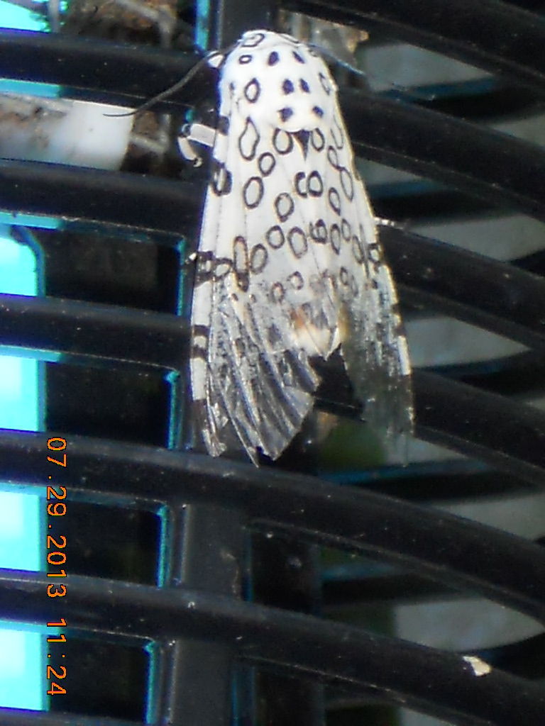 Giant Leopard Moth_Knoxville, Tennessee