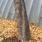 Northwest poplar or Carolina poplar