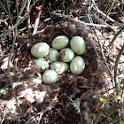 Mallard eggs