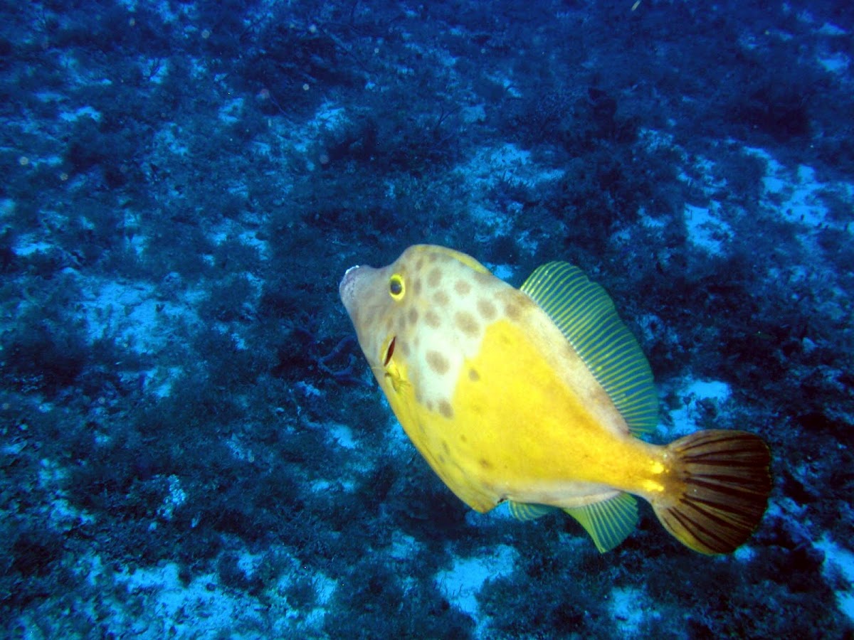 White spotted filefish