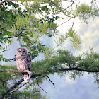 Barred Owl (Hoot Owl)