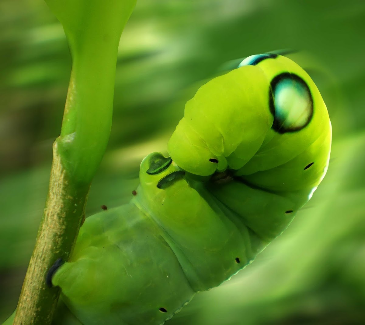 Oleander Hawk-moth caterpillar