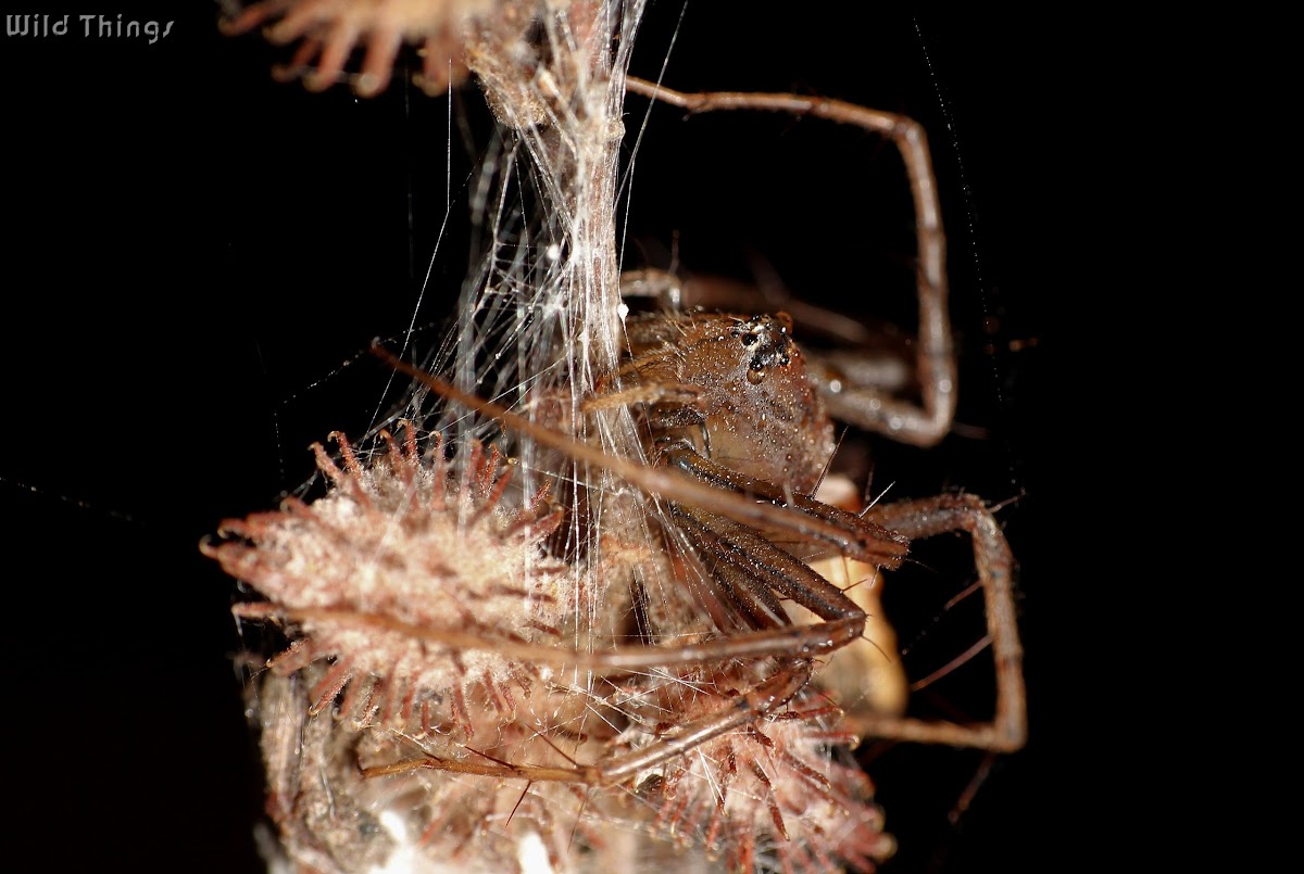 Lynx Spider Female