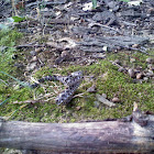 Juvenile Timber Rattlesnake