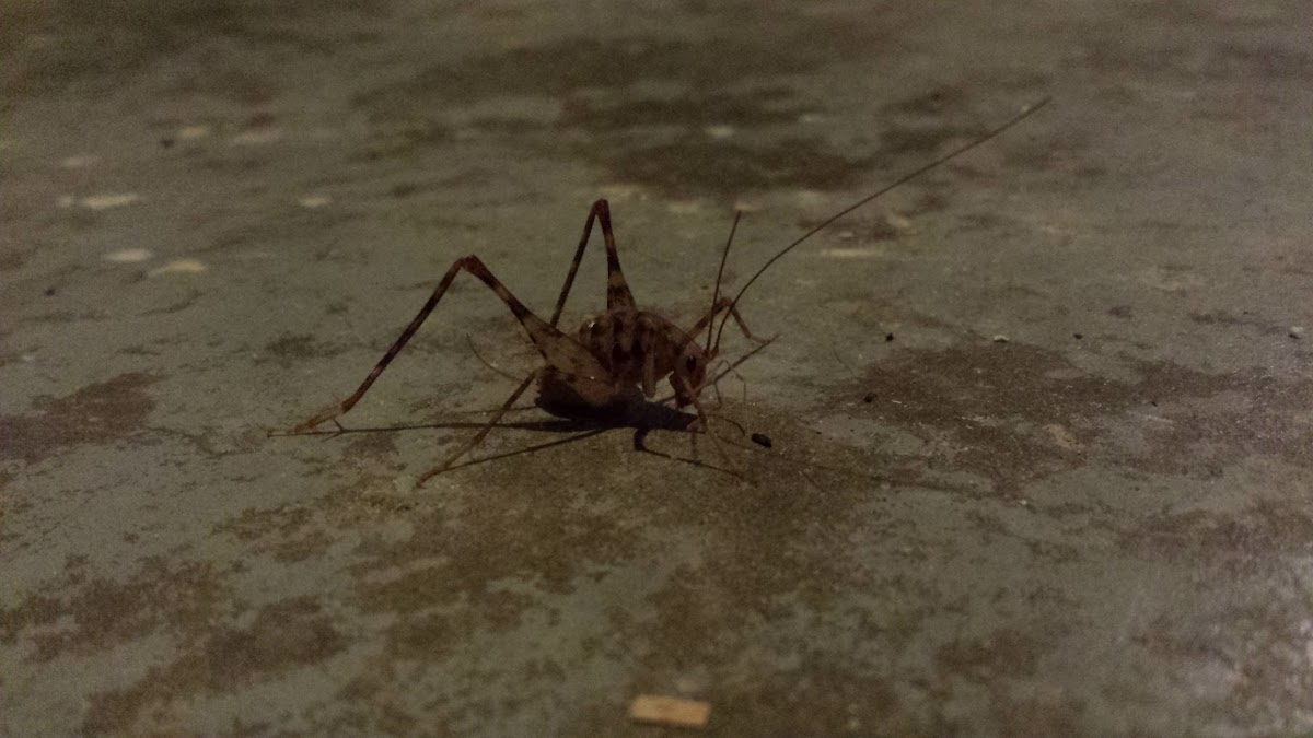 Cave Cricket