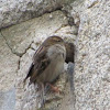 House Sparrow(Pardal Comum)