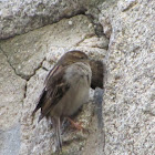 House Sparrow(Pardal Comum)