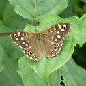 Speckled Wood Butterfly