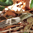 Six-Lined Racerunner