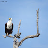 African Fish Eagle.